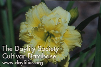 Daylily Cabbage Flower